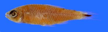 Media type: image; Ichthyology 20955